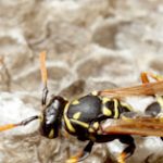 Schädlingsbekämpfung - Wespen